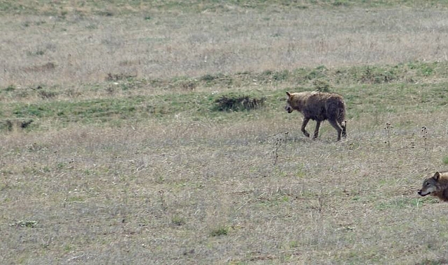 Bayburt'ta ilçeye inen 3 kurt arazide görüldü