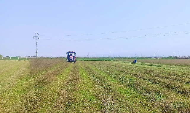 Iğdır’da hasadı başladı! Bu ürün yılda 4 kez hasat edilebiliyor