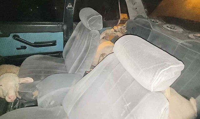 Karaman'da polisten kaçan otomobilde 7 çalıntı koyun çıktı