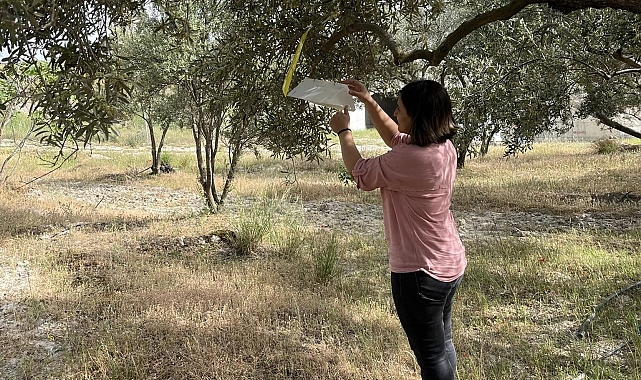 Kuyucak'ta zeytin güvesi uyarısı