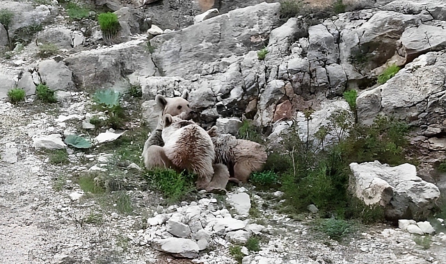 Tunceli'de anne ayı, yavrularını emzirirken görüntülendi
