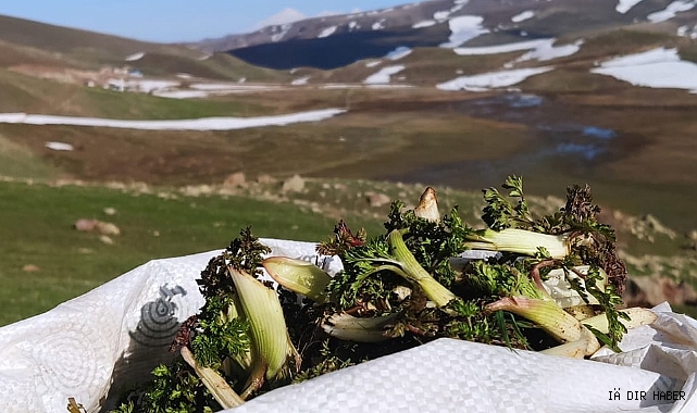 Tuzluca'da Mendık sezonu başladı
