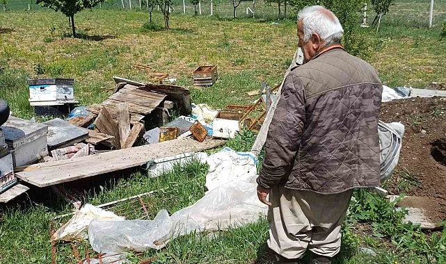 Aç ayı arı kovanlarını parçaladı