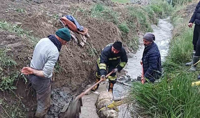 Balçığa saplanan koyunu itfaiye ekipleri kurtardı