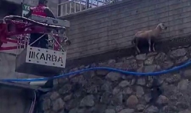 Bingöl'de istinat duvarında mahsur kalan koyun kurtarıldı