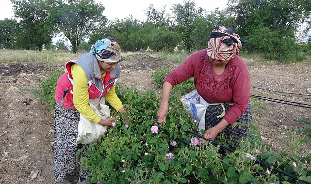 Bu yıl, Isparta'yı gül kokusu erken sardı