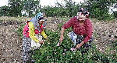 Bu yıl, Isparta'yı gül kokusu erken sardı