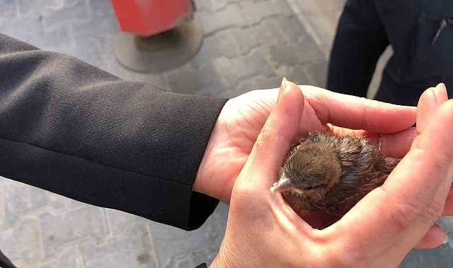 Çatıdan düşen yavru serçe yuvasına bırakıldı