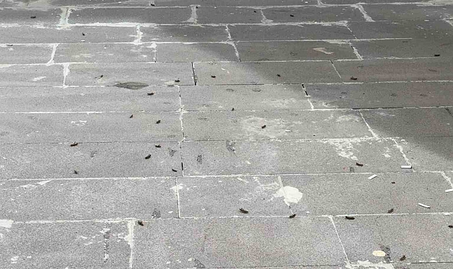 Çekirgeler şehir merkezini istila etti