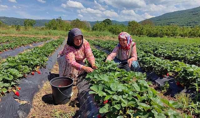 Çilek köyünde hasat başladı
