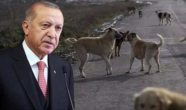 Cumhurbaşkanı: "Bunu başarabilirsek, sonraki adıma gerek kalmaz"