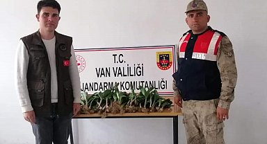 Dev soğan bitkisini kaçak toplayan İran uyruklu 2 kişiye ceza kesildi