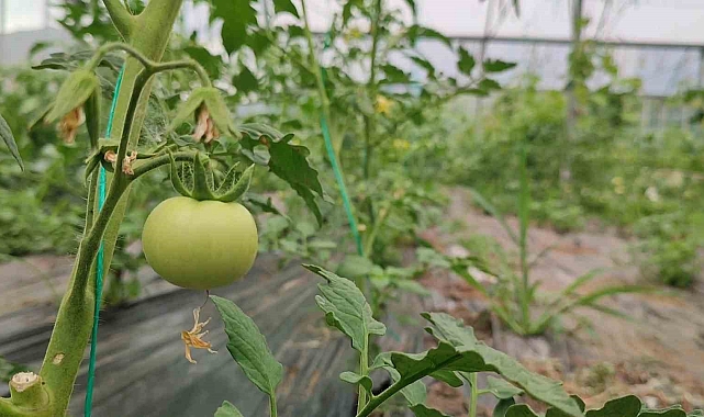 Doğu Anadolu'nun en büyük serasında üretim hız kesmeden devam ediyor