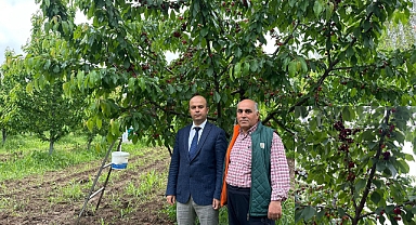 Doğunun Çukurovası Kirazı tezgâhlarda yerini almaya başladı