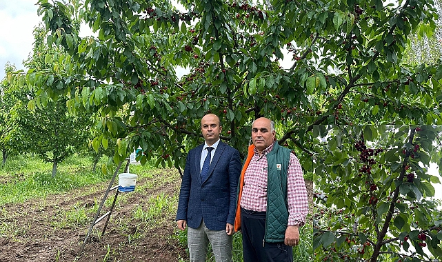 Doğunun Çukurovası Kirazı tezgâhlarda yerini almaya başladı