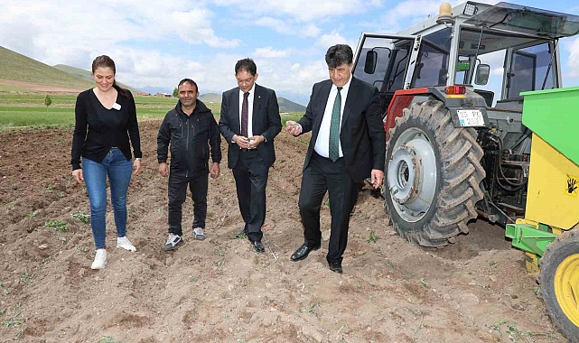 Erzurum'da ilk defa mor patates ekimi yapıldı