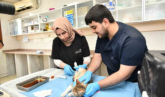 Hamile kedi, Modern Hayvan Bakımevi'nde tedavi ettirildi