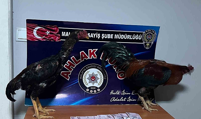 Horoz dövüştürenlere rekor ceza
