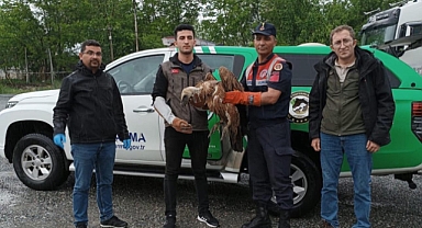 Iğdır’da Nesli Tehlike Altında Olan Kızıl Akbaba Bulundu