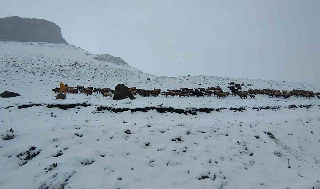 Kar'a yakalanan sürü, çobanlar tarafından ağlıllara götürülmek zorunda kaldı