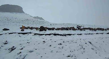 Kar'a yakalanan sürü, çobanlar tarafından ağlıllara götürülmek zorunda kaldı