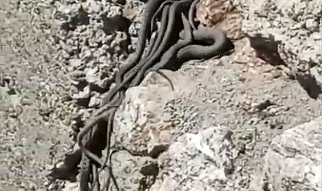 Kayalık alanda sürü halinde yılanlar görüntülendi