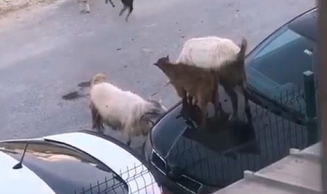 Keçi sürüsü bir otomobilin üzerine çıkarak tepindi