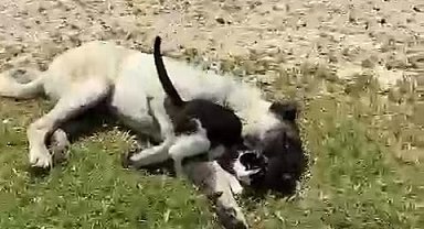 Kedi ile kangalın dostluğu şaşırttı