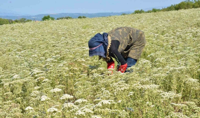 Kekik üreticisi üretimden vazgeçiyor