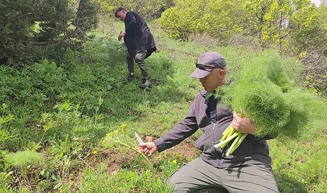 Keledoşun yapımında kullanılan heliz otunun toplanmasına başlandı