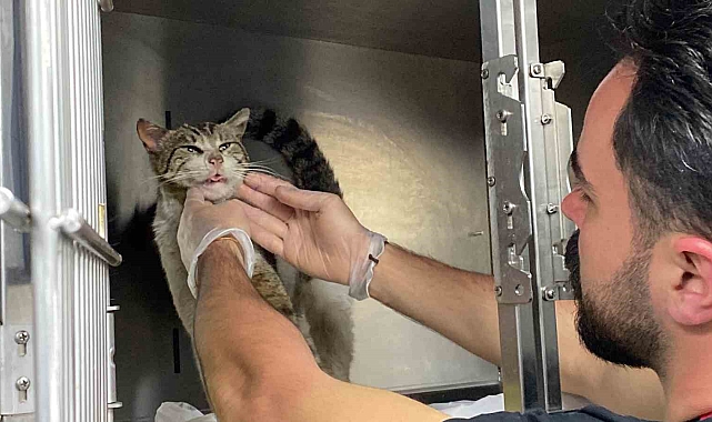 Kulağındaki tümör olan kedi veteriner hekimin ayağına gitti