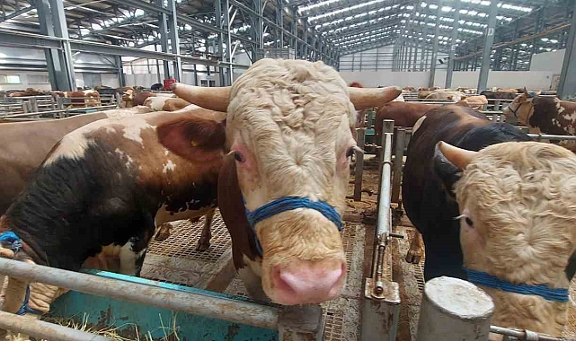Kurban pazarlarında hareketlilik başladı