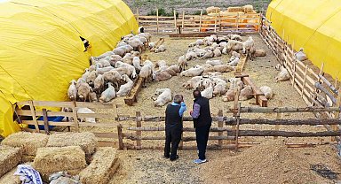 Kurban satış alanları için başvurular başladı