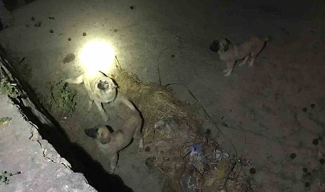 Kurumuş çaya düşen köpekleri, itfaiye kurtardı