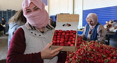 Manisa kirazı, Avrupa ve balkan ülkelerinin tercihi