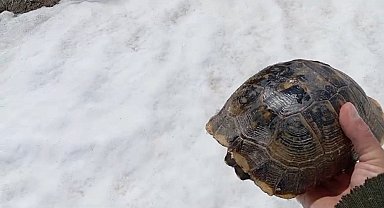 Mantar aradığı sırada, Kar üstünde sırt üstü mahsur kalan kaplumbağayı kurtardı