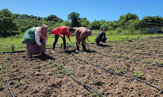 'Osmanlı çileği', tarladan hasat edilmeden satılıyor