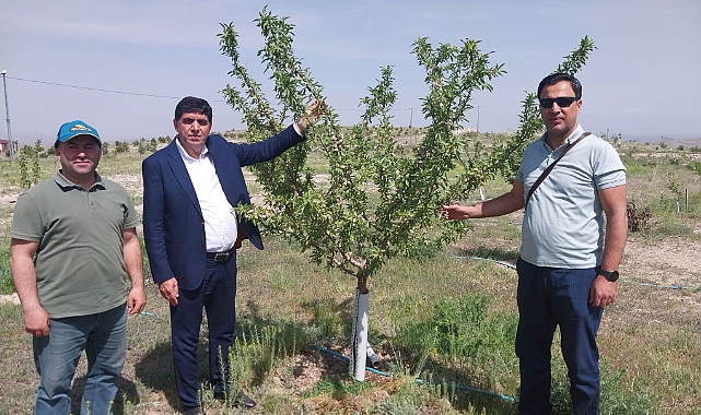 Rektör Alma, Şehit Bülent Yurtseven Kampüsü’nde bulunan badem bahçesinde incelemelerde bulundu