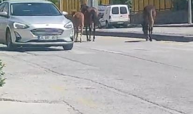 Sahipsiz atlar trafiği tehlikeye soktu