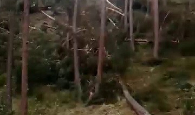 Sivas'ta hortum ağaçları kökünden söktü