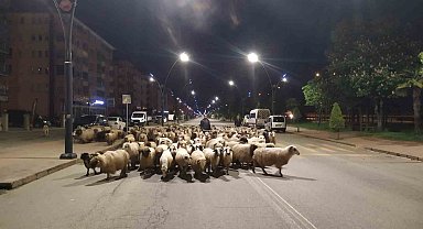 Sürüler yaylalara çıkmaya başladı
