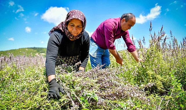 Üreticiler ada çayı hasadına başladı