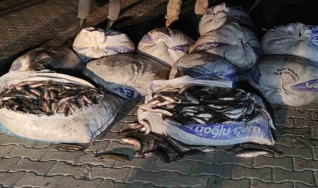 Van'da kaçak avlanılan inci kefali ele geçirildi