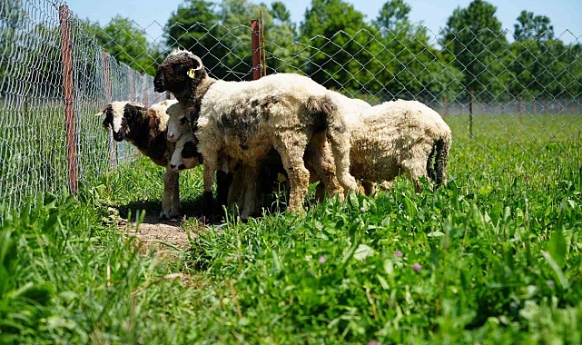 'Yapay mera' projesi ile kuzu etinin fiyatının düşürülmesi hedefleniyor