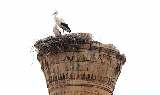 Yarısı yıkılan minareyi, leylek mesken tuttu
