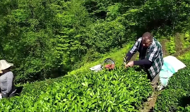 Yaş çay alım fiyatına tepki