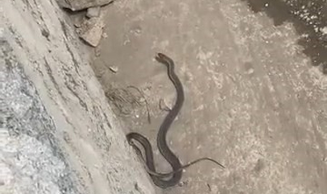 Yılanlar, paniğe sebep oldu