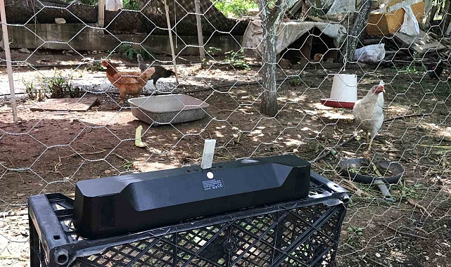 Yumurta verimi alamadığı tavuklarına klasik müzik dinleterek verimi 4'e katladı