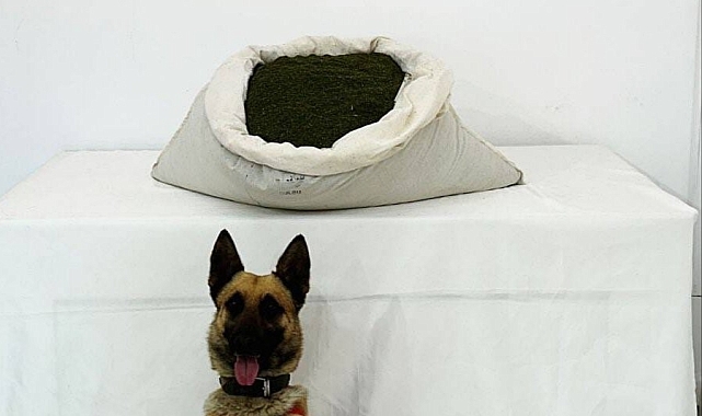 3 günde 42 kilo toz esrar ele geçirildi