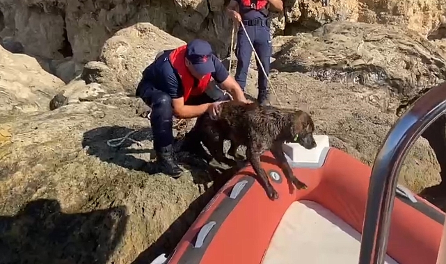 Denize düşen köpeği Sahil Güvenlik kurtardı